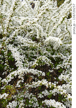 ユキヤナギ（雪柳） 138720257