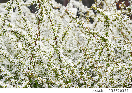 ユキヤナギ(雪柳) ユキヤナギ(雪柳) 138720371