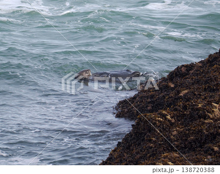 海面に浮かぶラッコ 海面に浮かぶラッコ 138720388