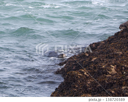 海面に浮かぶラッコ 138720389