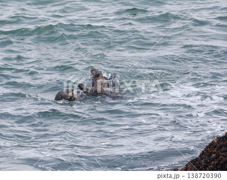海面に浮かぶラッコ 138720390