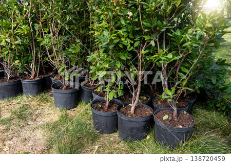 Many small plastic pots with rhododendron azalea flower bushes prepared for planting ornamental garden meadow sunny day. Seasonal plant transplantation. Landscaping design concept. Plant nursery sale 138720459