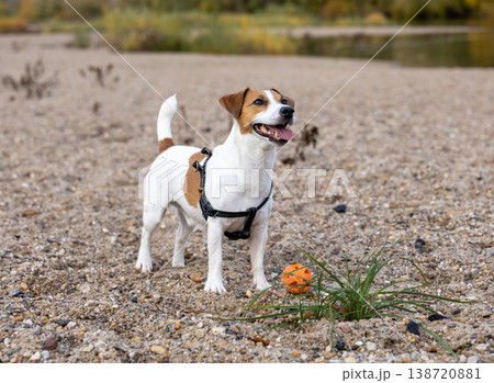 Happy Small Dog Standing On Sandy Beach With Orange Ball Autumn Park Happy Small Dog Standing On Sandy Beach With Orange Ball Autumn Park 138720881