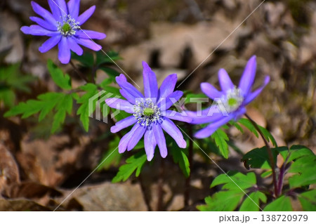 春の訪れを告げる花 春の訪れを告げる花 138720979