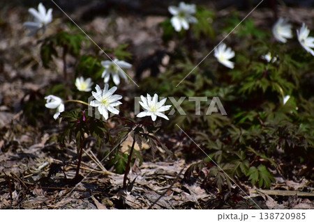 春の訪れを告げる花 春の訪れを告げる花 138720985