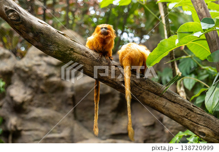 Golden Lion Tamarin Monkeys Sitting on Tree Branch in Tropical Habitat Golden Lion Tamarin Monkeys Sitting on Tree Branch in Tropical Habitat 138720999