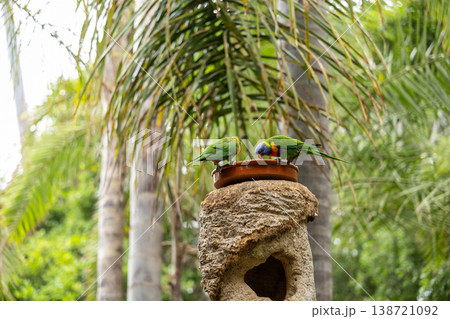 Tropical Birds Eating Fresh Fruit on Rustic Stone Table in Garden 138721092