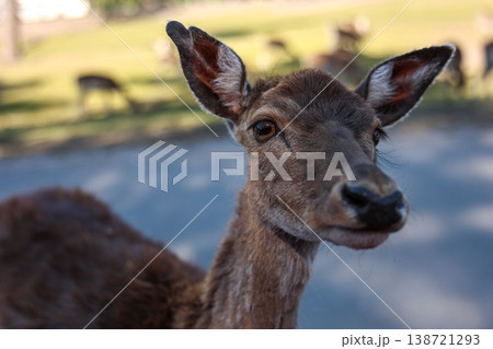 Curious Deer Portrait Close Up Wildlife Animal Looking At Camera In Natural Park 138721293
