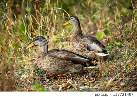 Wild Duck Pair Resting On Grass Near Water In Natural Habitat Close Up Wildlife Scene Wild Duck Pair Resting On Grass Near Water In Natural Habitat Close Up Wildlife Scene 138721497