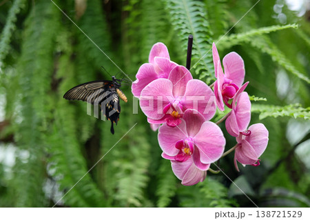 Black butterfly resting on vibrant pink orchid flower surrounded by lush green foliage. Black butterfly resting on vibrant pink orchid flower surrounded by lush green foliage. 138721529