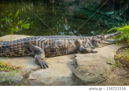 Large Crocodile Resting on Riverbank Wildlife Power and Survival Concept Large Crocodile Resting on Riverbank Wildlife Power and Survival Concept 138721538