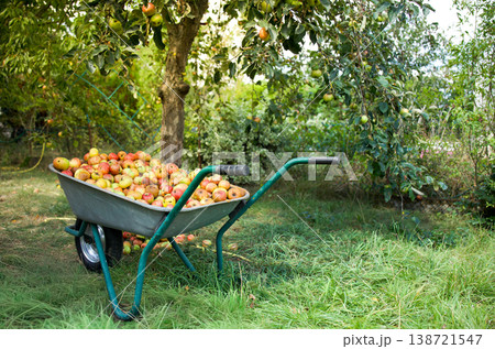 Wheelbarrow Filled with Fresh Apples in Lush Orchard Garden Wheelbarrow Filled with Fresh Apples in Lush Orchard Garden 138721547