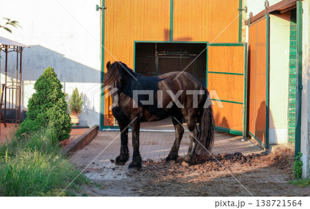Black Horse Standing Near Stable Door in Rural Farm Setting 138721564