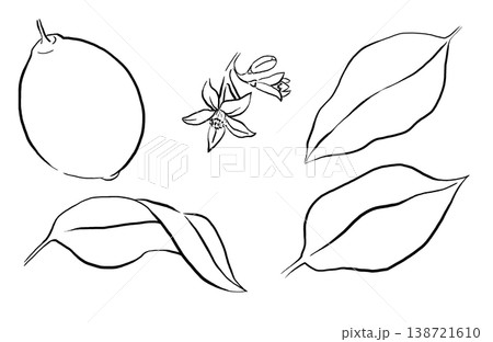Hand drawn lemon, blossom and green leaves, black line isolated illustration. Fruit outline elements Hand drawn lemon, blossom and green leaves, black line isolated illustration. Fruit outline elements 138721610