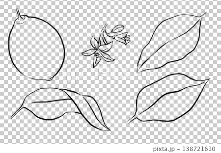 Hand drawn lemon, blossom and green leaves, black line isolated illustration. Fruit outline elements Hand drawn lemon, blossom and green leaves, black line isolated illustration. Fruit outline elements 138721610