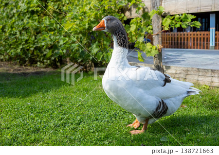 Domestic goose standing on green grass in rural garden with vineyard background, farm animal lifestyle and sustainable countryside farming concept 138721663
