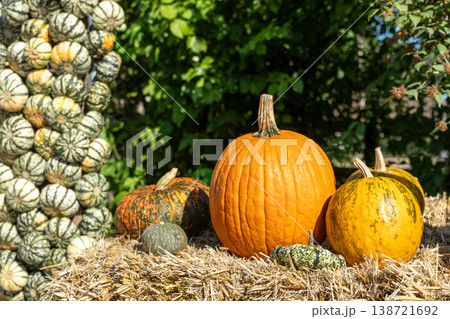 Autumn Pumpkin Harvest Farm Market Seasonal Agriculture Food Display Autumn Pumpkin Harvest Farm Market Seasonal Agriculture Food Display 138721692