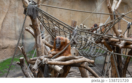 Orangutan Resting on Wooden Platform Endangered Species and Mindfulness Concept 138721720