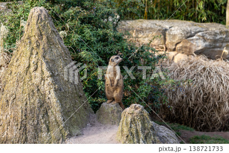 Alert Meerkat Standing on Rock in Natural Habitat Wildlife Awareness and Vigilance Concept 138721733