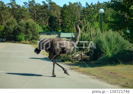 Ostrich Walking Across Road In Natural Park Wildlife Freedom Concept Ostrich Walking Across Road In Natural Park Wildlife Freedom Concept 138721746