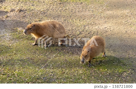 Two Capybaras Walking Together Wildlife Community and Sustainability Concept Two Capybaras Walking Together Wildlife Community and Sustainability Concept 138721800