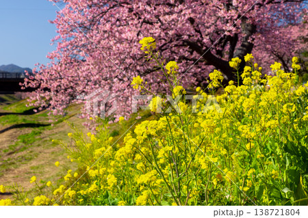 静岡県賀茂郡南伊豆町下賀茂 みなみの桜と菜の花まつり 青野川沿いの早咲き河津桜並木と菜の花 静岡県賀茂郡南伊豆町下賀茂 みなみの桜と菜の花まつり 青野川沿いの早咲き河津桜並木と菜の花 138721804