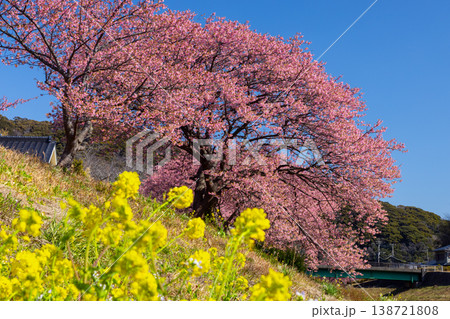 静岡県賀茂郡南伊豆町下賀茂 みなみの桜と菜の花まつり 青野川沿いの早咲き河津桜並木と菜の花 静岡県賀茂郡南伊豆町下賀茂 みなみの桜と菜の花まつり 青野川沿いの早咲き河津桜並木と菜の花 138721808