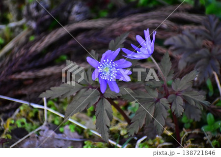 春の花 春の花 138721846