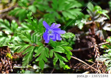 春の花 春の花 138721848