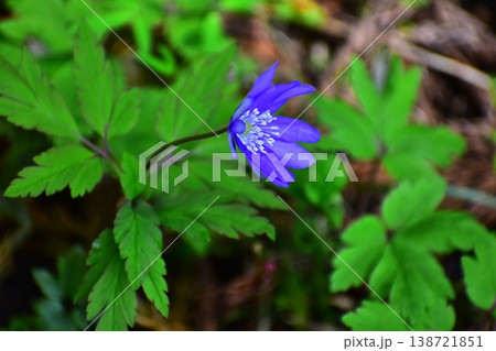 春の花 138721851