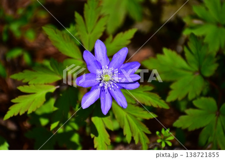 春の花 春の花 138721855