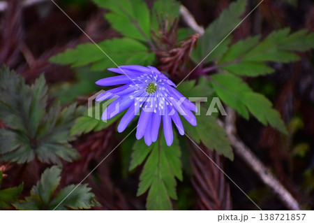 春の花 春の花 138721857
