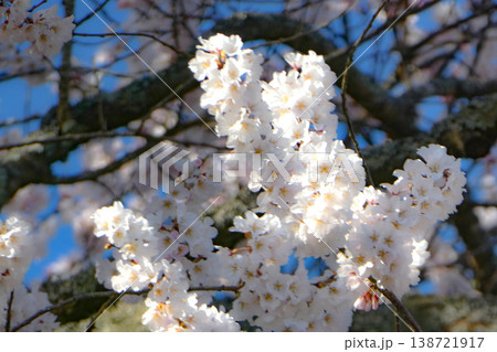 平泉のご神木エドヒガンの満開の桜の花びら 平泉のご神木エドヒガンの満開の桜の花びら 138721917