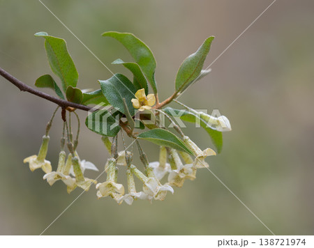 春のダイオウグミの花 138721974