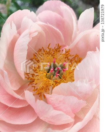 Pink Peony. Bud Flower Petals floral background 138721979