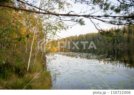 Tranquil forest lake with water lilies and tree reflections at sunset in northern nature landscape 138722006