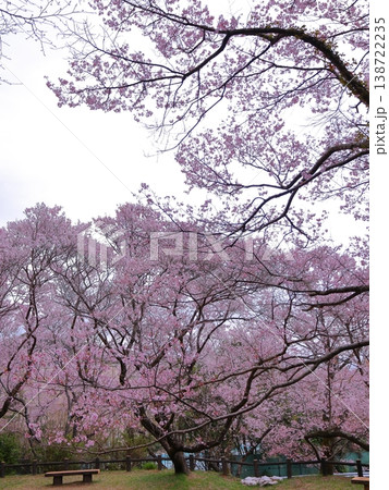 公園のエドヒガンザクラ 138722235