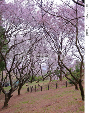 公園のエドヒガンザクラ 138722236