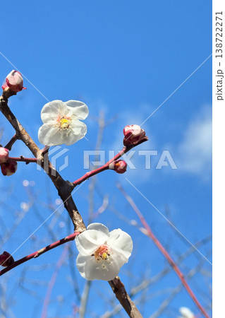 梅の花 138722271
