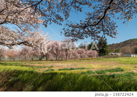 眞原桜並木の桜 眞原桜並木の桜 138722424