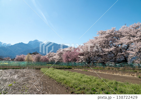 眞原桜並木の桜 138722429