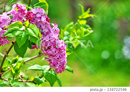 ピンク色のライラックの花(春、四月) ピンク色のライラックの花(春、四月) 138722596