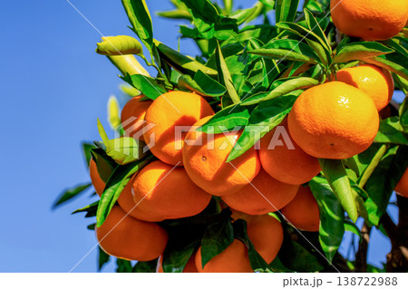 みかん園 138722988
