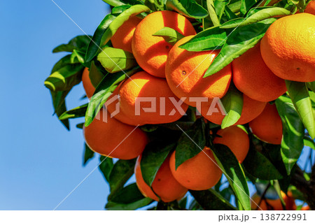 みかん園 138722991