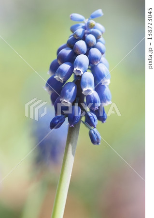 ムスカリの小さな花　 138723045