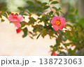 ポジフィルムで撮影した椿の花 138723063
