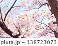 逆光に輝く桜の花 春の柔らかな背景 138723073