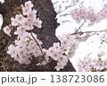 柔らかな光に包まれた桜の花と幹 春の背景 138723086