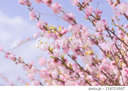 犬, チワワ, ペット, 動物, 横顔, かわいい, 春, 菜の花, 黄色, 自然, 屋外, バスケ 138723087