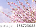 青空と満開の桜 春の風景 日本の花 138723088